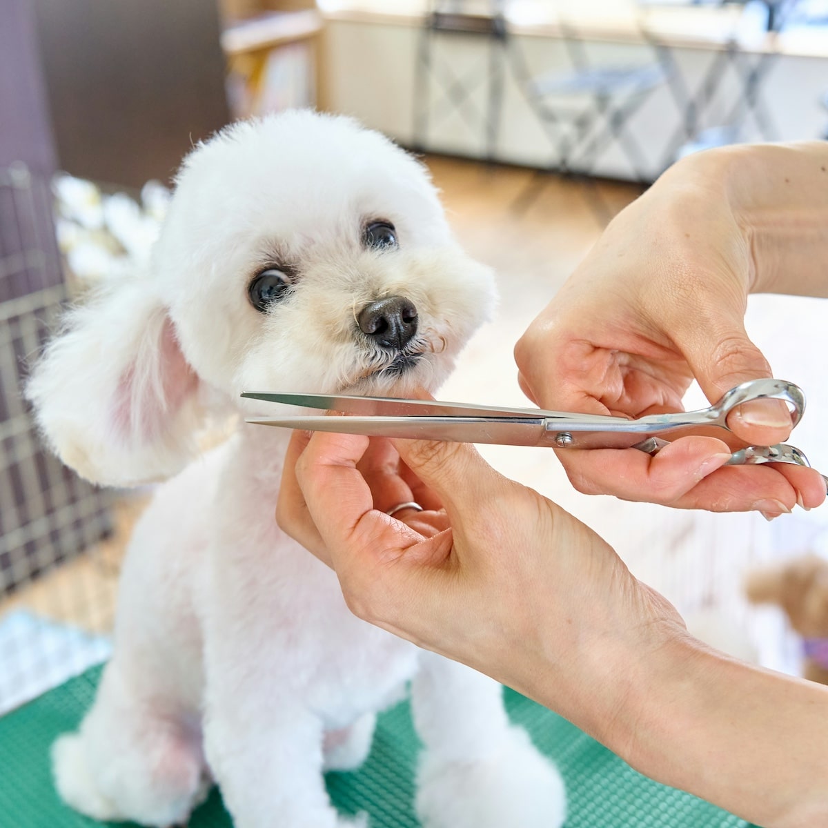 Guide to Choosing the Best Dog Groomer.